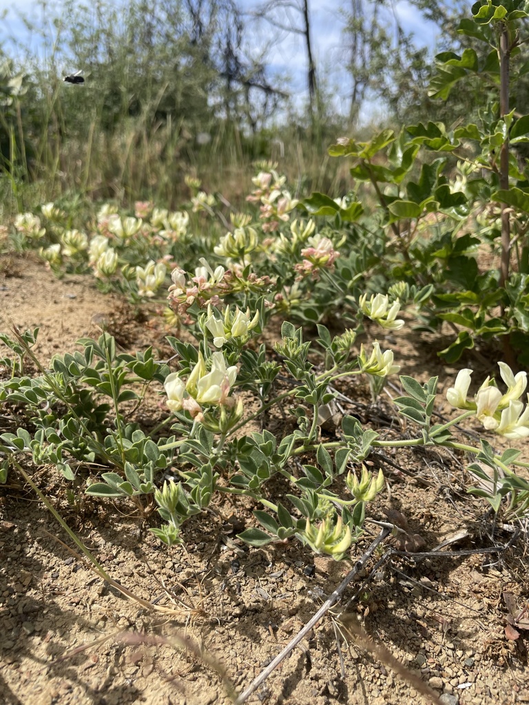 chaparral bird's-foot trefoil