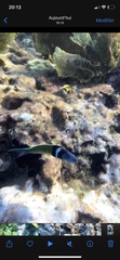 Thalassoma bifasciatum