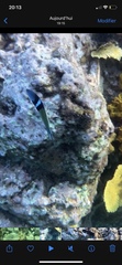 Thalassoma bifasciatum