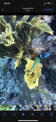 Thalassoma bifasciatum