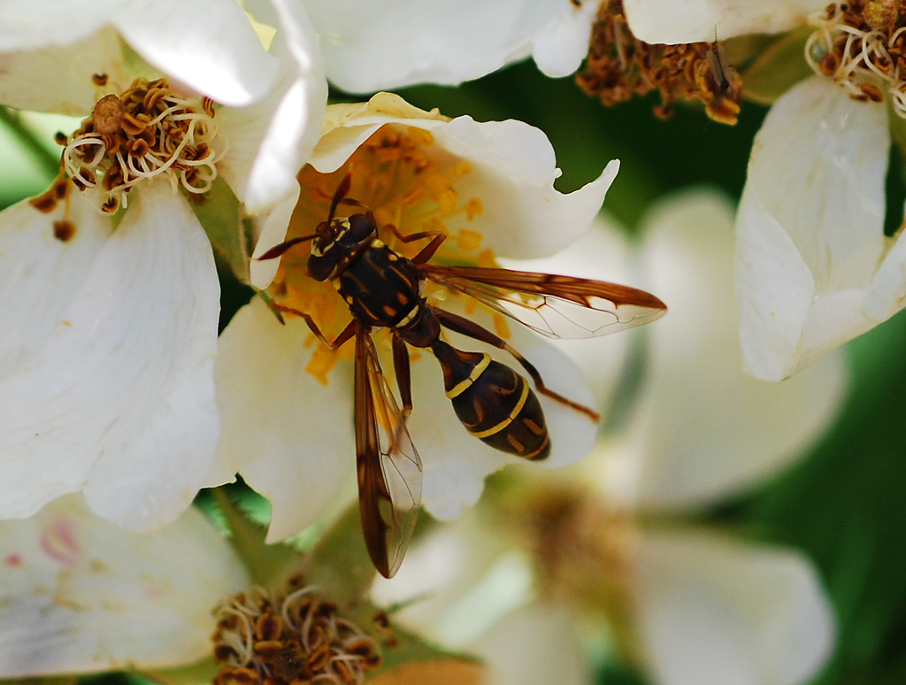 Sphiximorpha rachmaninovi