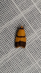 Heteroteucha distephana