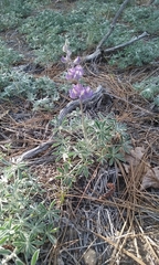 Lupinus grayi