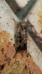 Dasygaster padockina