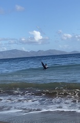 Pelecanus occidentalis