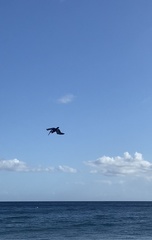Pelecanus occidentalis