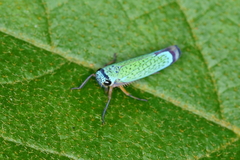 Versigonalia vermiculata