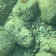 Acanthurus tractus