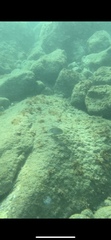 Acanthurus tractus
