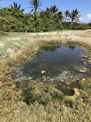 Orthemis macrostigma