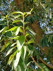 Terminalia australis