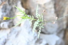 Chrysactinia pinnata