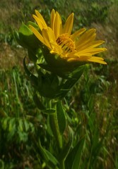 Silphium radula