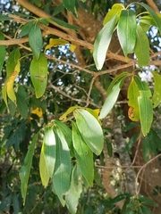 Terminalia australis