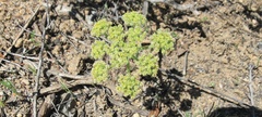 Lomatium dasycarpum dasycarpum