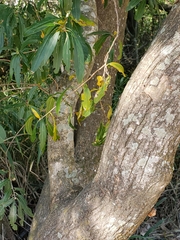 Terminalia australis
