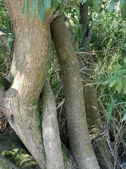 Terminalia australis