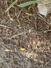 Terminalia australis