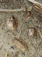 Terminalia australis