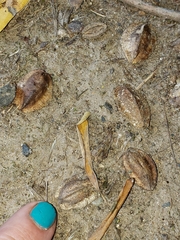 Terminalia australis