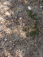 Terminalia australis