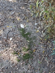 Terminalia australis