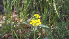 Erysimum capitatum capitatum