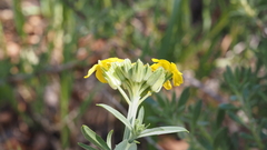 Erysimum capitatum capitatum
