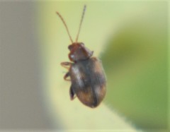 Epitrix fasciata
