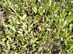 Plagiobothrys greenei