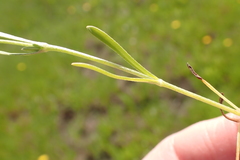 Plagiobothrys greenei