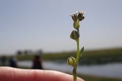 Plagiobothrys greenei