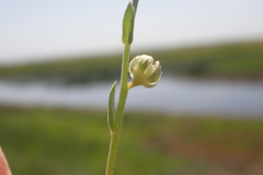 Plagiobothrys greenei