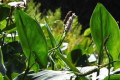 Pontederia sagittata