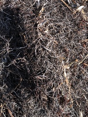 Syringodium filiforme