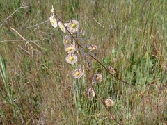 Thysanocarpus radians