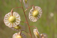 Thysanocarpus radians