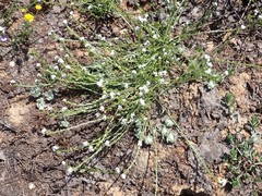 Plagiobothrys greenei