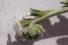 Plagiobothrys greenei