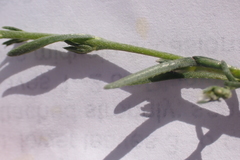 Plagiobothrys greenei