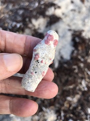 Homotrema rubrum