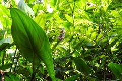 Pontederia sagittata