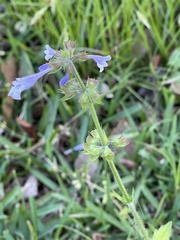 Salvia lyrata