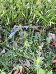 Salvia lyrata