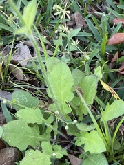 Salvia lyrata