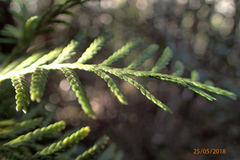 Libocedrus