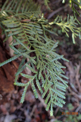 Libocedrus