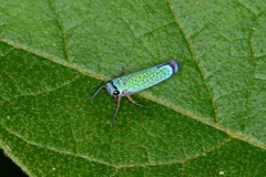 Versigonalia vermiculata