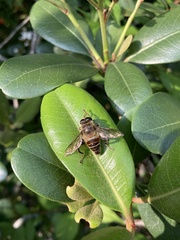 Mallota curvigaster