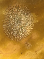 Corambe